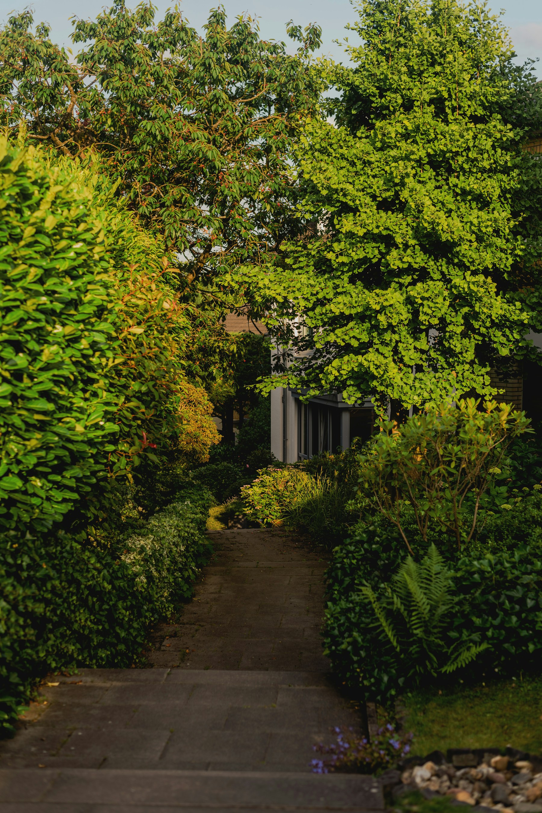 A landscaped path surrounded by established plants — illustrative stock photograph